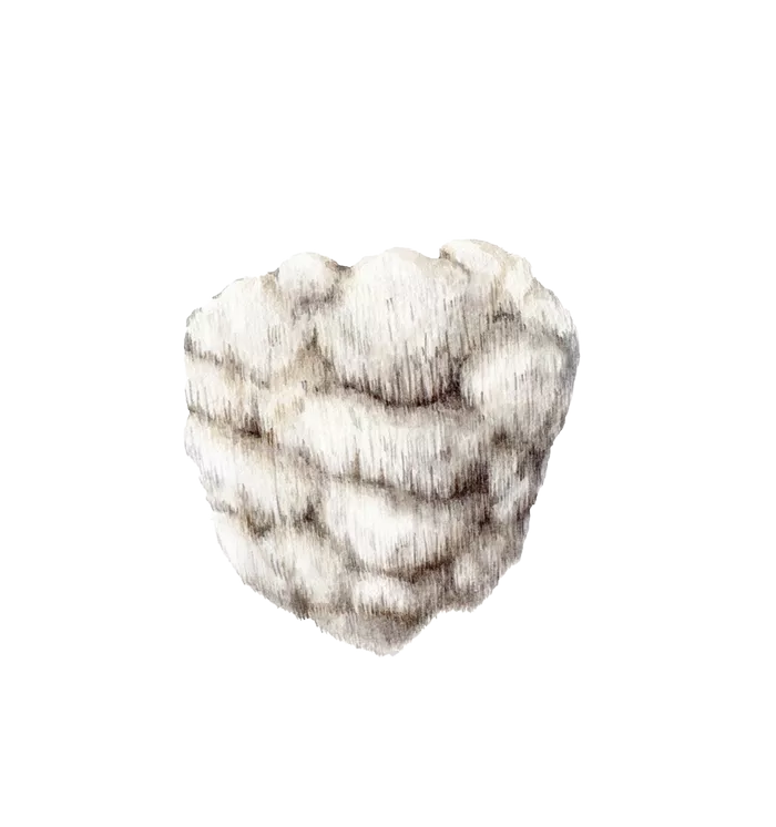 süngomba